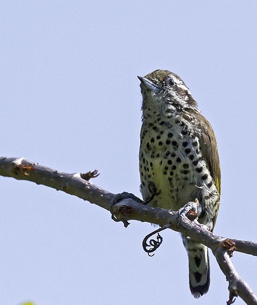 Speckled Piculet - ML378216961