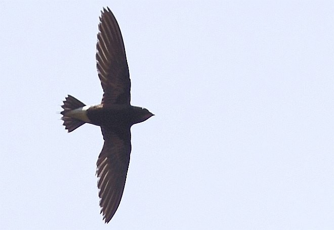 Brown-backed Needletail - ML378216981