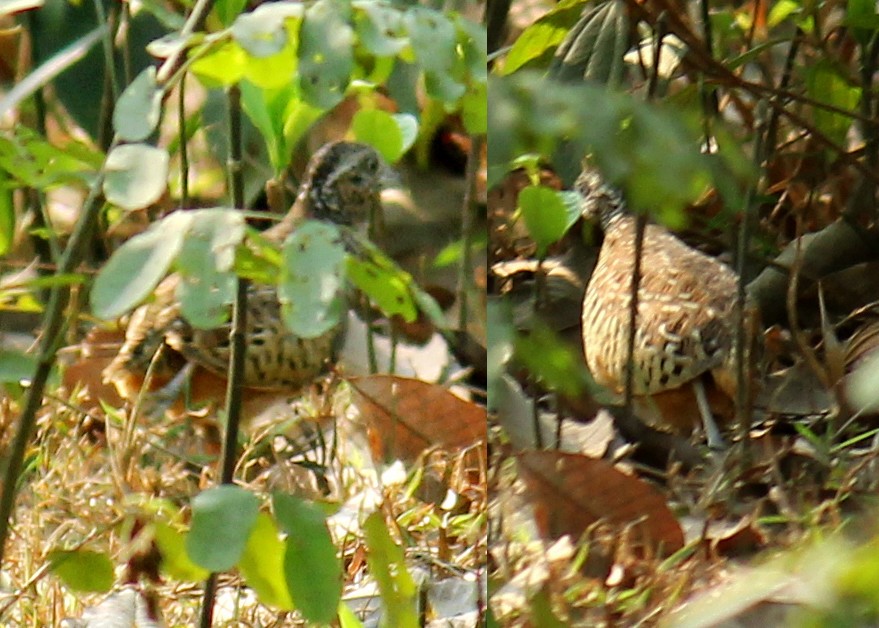 Barred Buttonquail - Syed Abbas