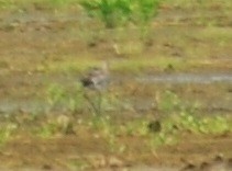 Black-tailed Godwit - ML378217581