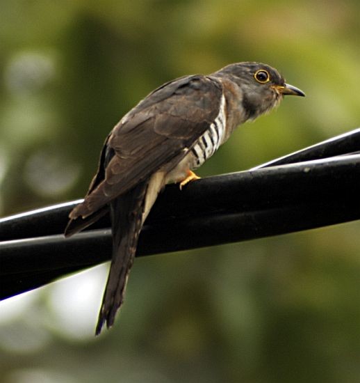 Indian Cuckoo - Chin Tong Tan