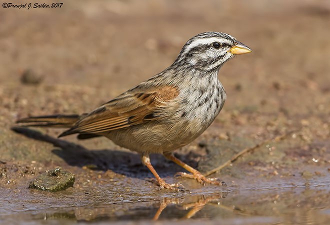 Striolated Bunting - ML378224181