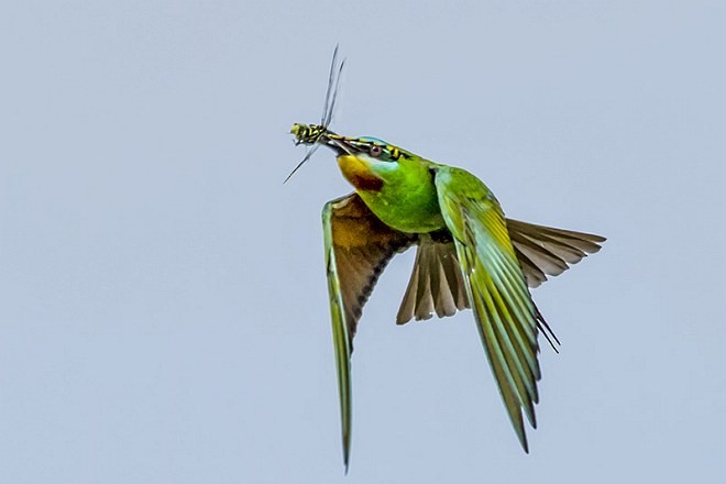 Blue-cheeked Bee-eater - ML378225151