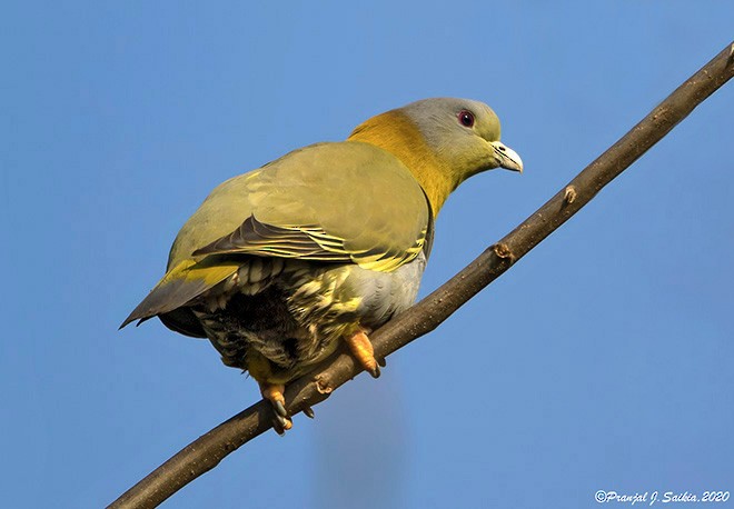 Yellow-footed Green-Pigeon - ML378226051