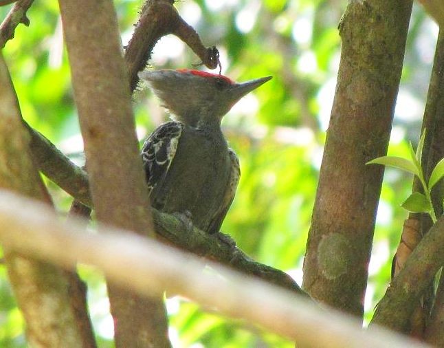 Gray-and-buff Woodpecker (Gray-and-buff) - ML378226061