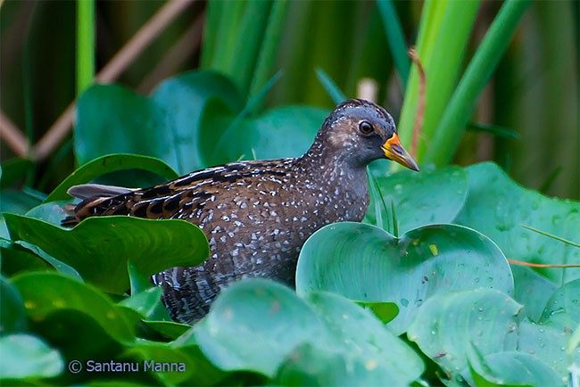 Spotted Crake - ML378226411