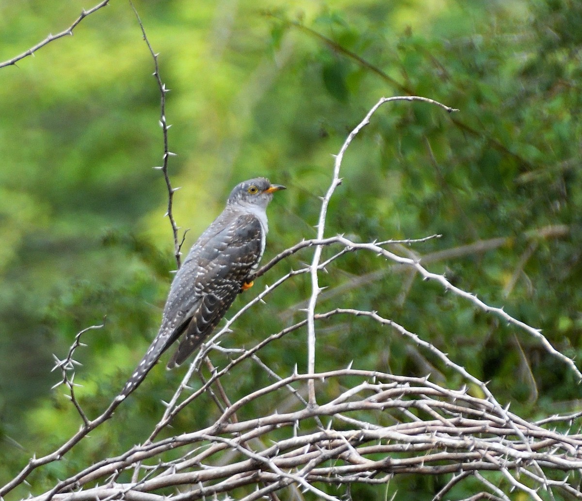Common Cuckoo - Abhishek Mithal