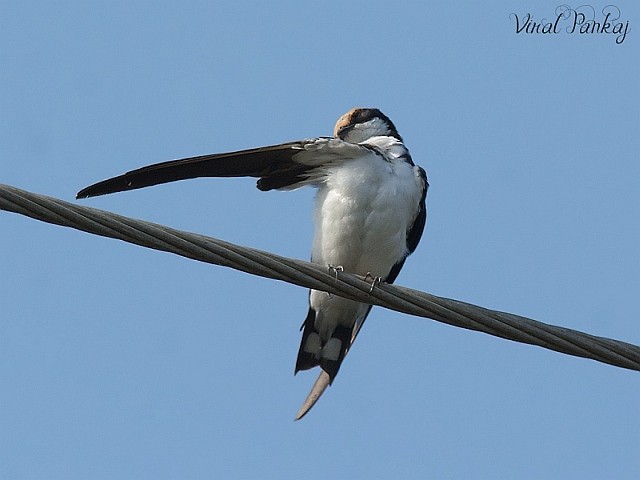 Wire-tailed Swallow - ML378229051