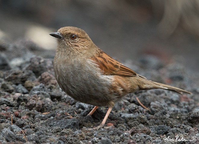 Japanese Accentor - Lars Petersson | My World of Bird Photography