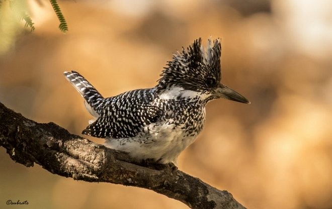 Crested Kingfisher - ML378233071