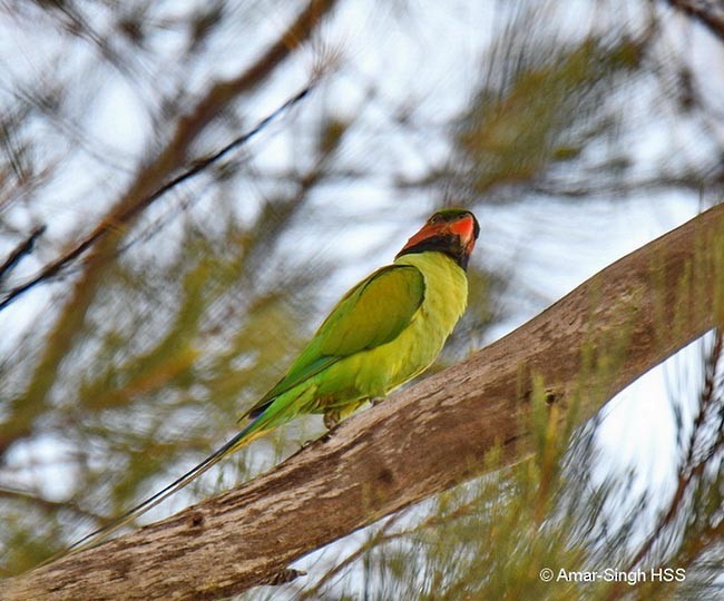 Long-tailed Parakeet (Long-tailed) - Amar-Singh HSS