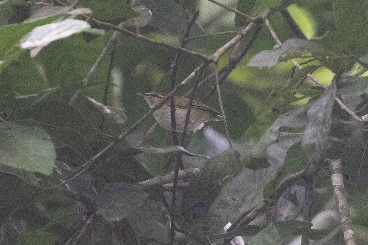 Uganda Woodland-Warbler - ML378234001