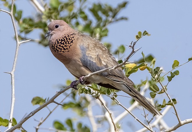 Laughing Dove - ML378236961