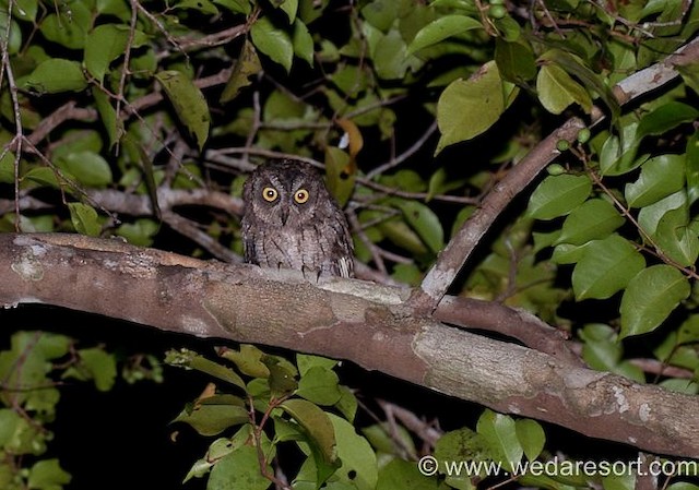 Wooded habitat in Maluku, Indonesia. - Moluccan Scops-Owl (Moluccan) - 