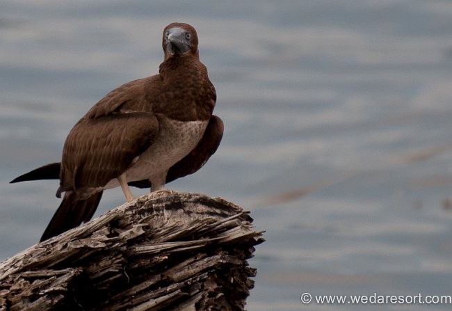 Brown Booby - ML378238921