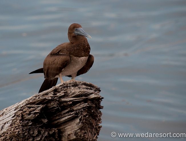 Brown Booby - ML378238941