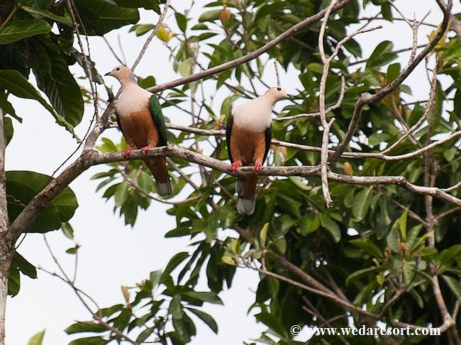 Cinnamon-bellied Imperial-Pigeon (Gray-naped) - ML378239001
