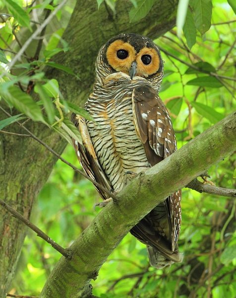 Spotted Wood-Owl - ML378241011