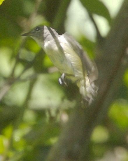 Gray-sided Flowerpecker (Gray-sided) - ML378243141