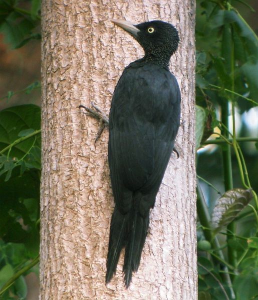 Northern Sooty-Woodpecker - ALBERTO GARCIA