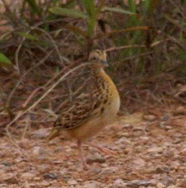 Small Buttonquail - Dave Bakewell