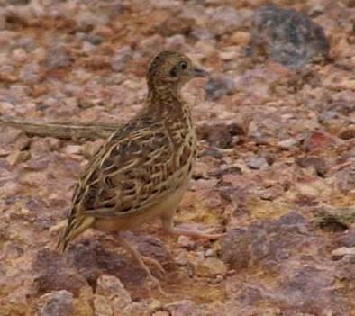 Small Buttonquail - Dave Bakewell