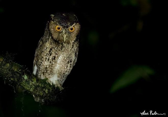 Rajah Scops-Owl (Sumatran) - ML378248291