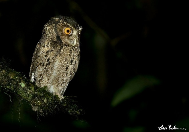 Rajah Scops-Owl (Sumatran) - ML378248301