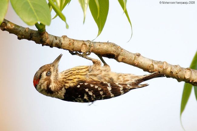 Gray-capped Pygmy Woodpecker - ML378248441