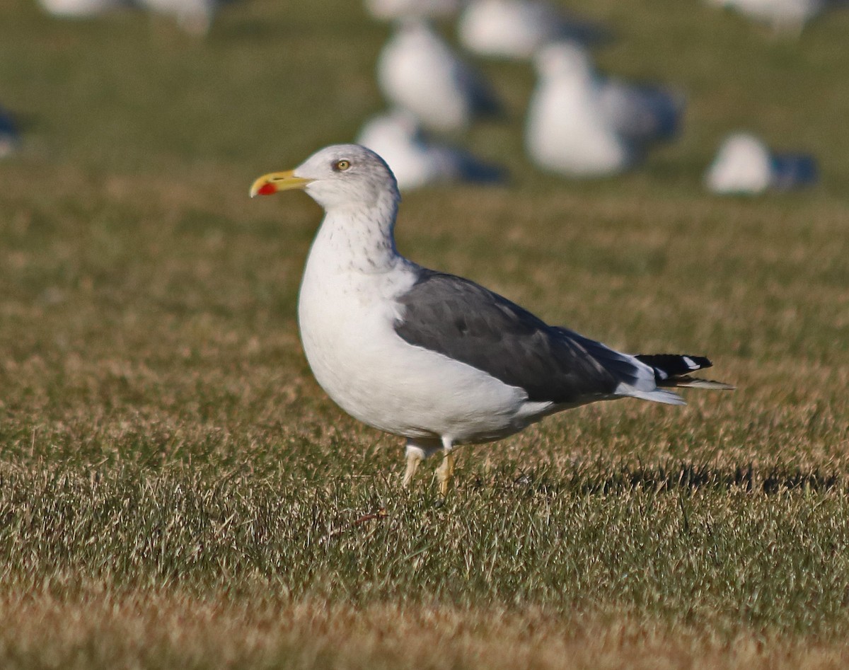 Lesser Black-backed Gull - Jock McCracken