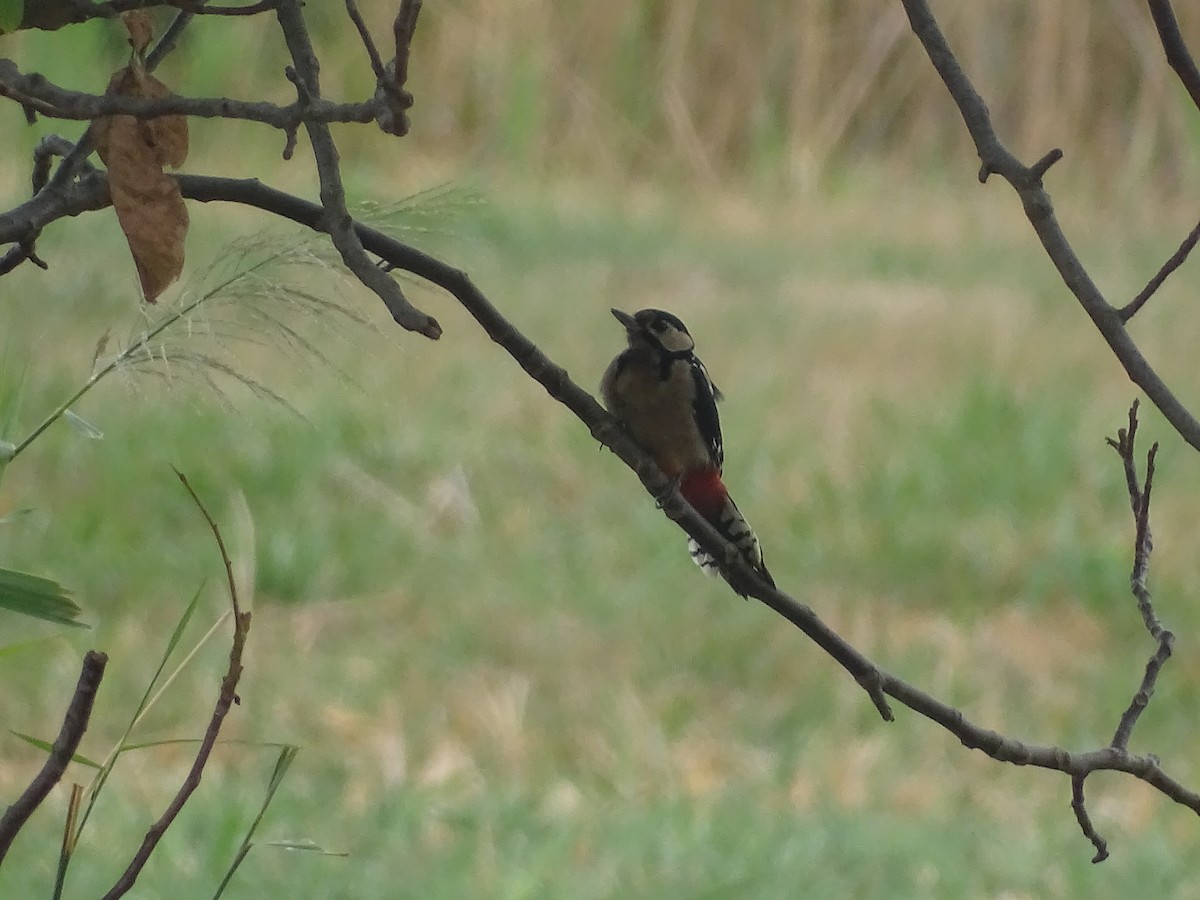 Great Spotted Woodpecker - ML378249661