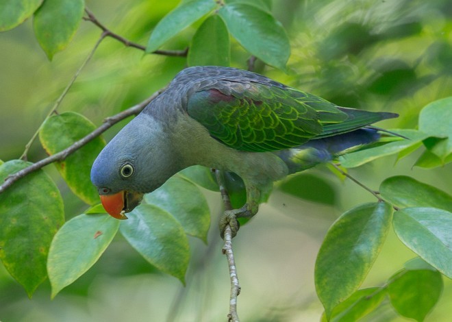 Blue-rumped Parrot (Blue-rumped) - ML378251641