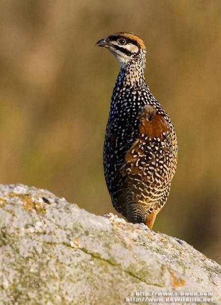 Chinese Francolin - ML378252851