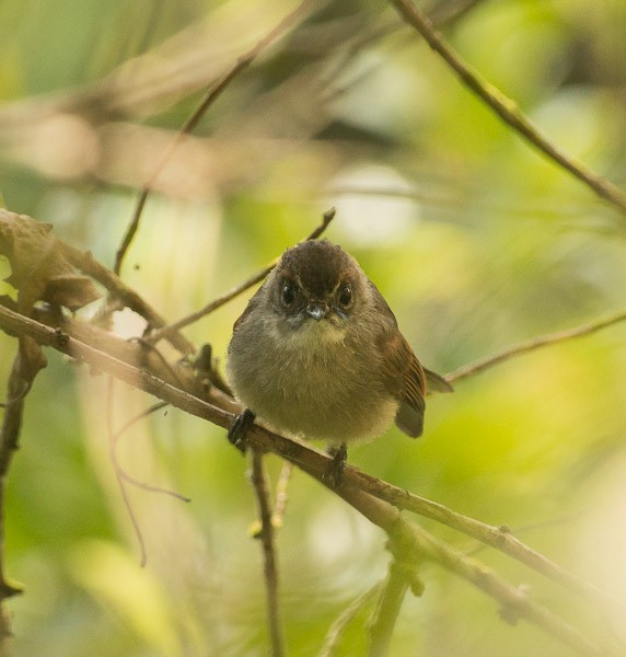 Brown-capped Fantail - ML378252931