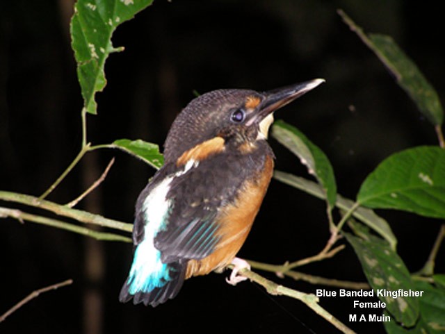 Malaysian Blue-banded Kingfisher - ML378253121