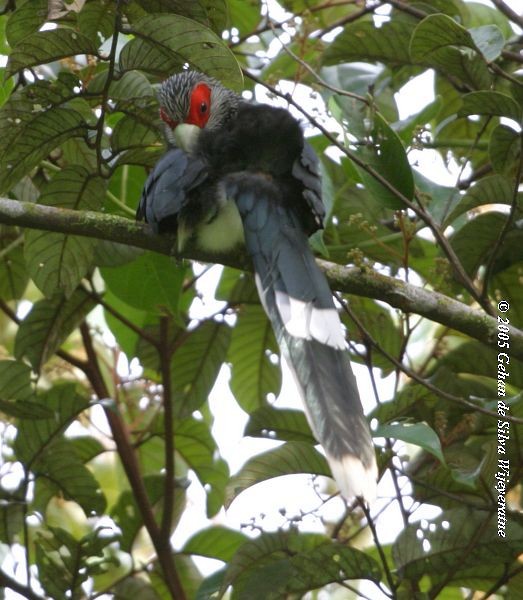 Red-faced Malkoha - ML378253891