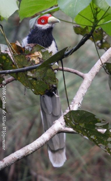 Red-faced Malkoha - ML378253901