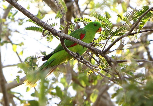 Olive-shouldered Parrot - James Eaton
