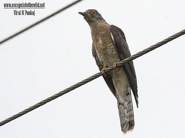 Common Hawk-Cuckoo - ML378259321