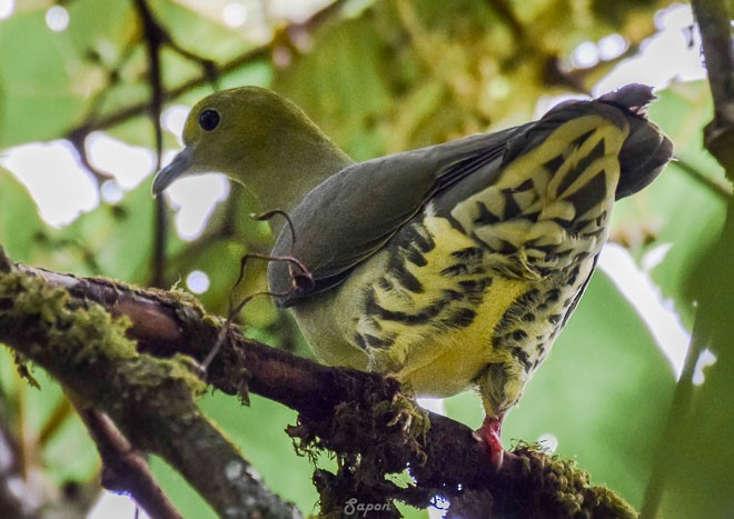 Wedge-tailed Green-Pigeon - SAPON BARUAH