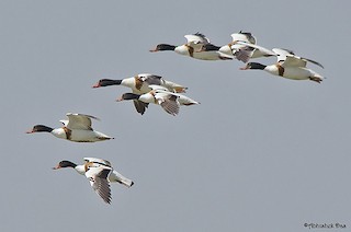 Common Shelduck, ML378265391