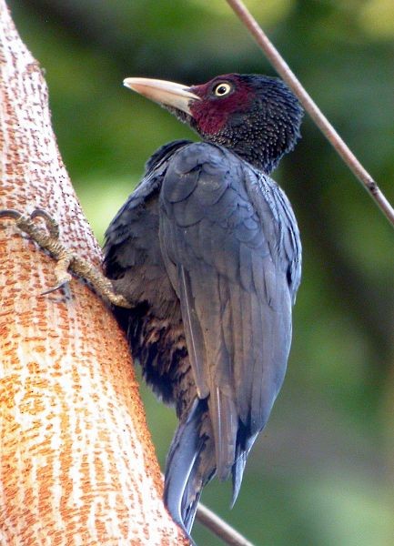 Northern Sooty-Woodpecker - ALBERTO GARCIA