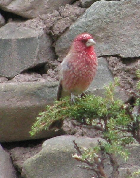 Great Rosefinch (Spotted) - ML378267021