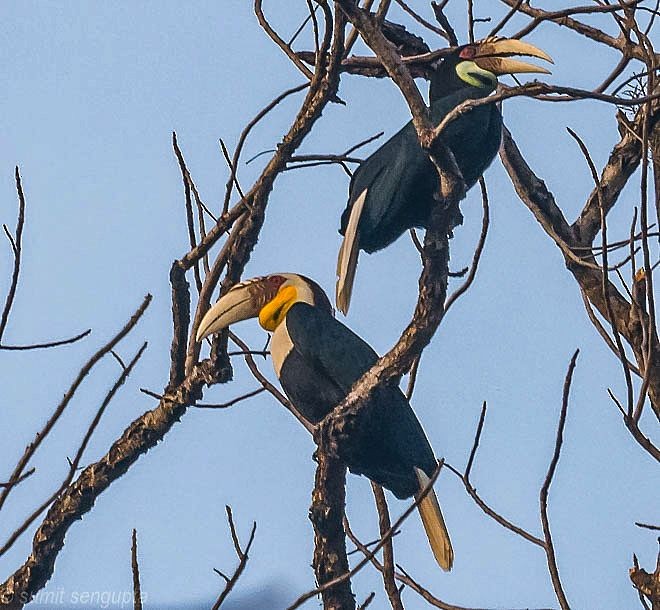 Wreathed Hornbill - Sumit  Sengupta