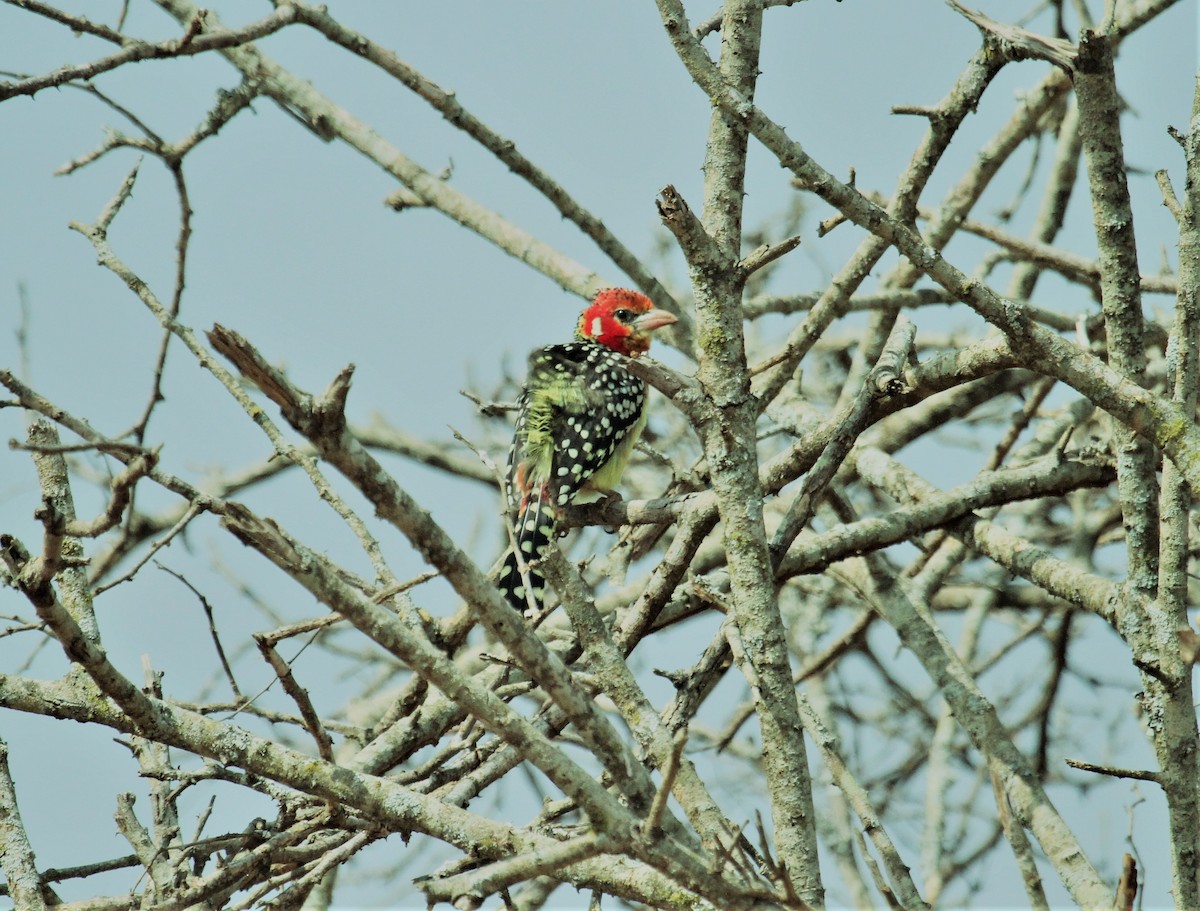 Red-and-yellow Barbet - ML378270151