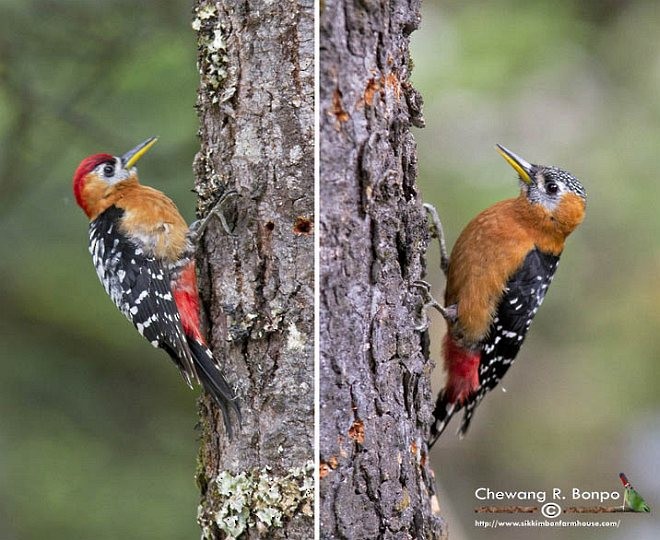 Rufous-bellied Woodpecker - Chewang Bonpo