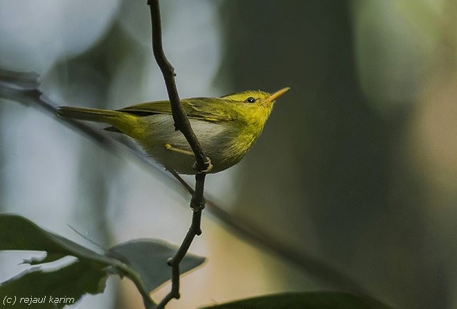 Yellow-vented Warbler - ML378275941