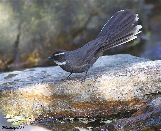 White-throated Fantail - ML378278441