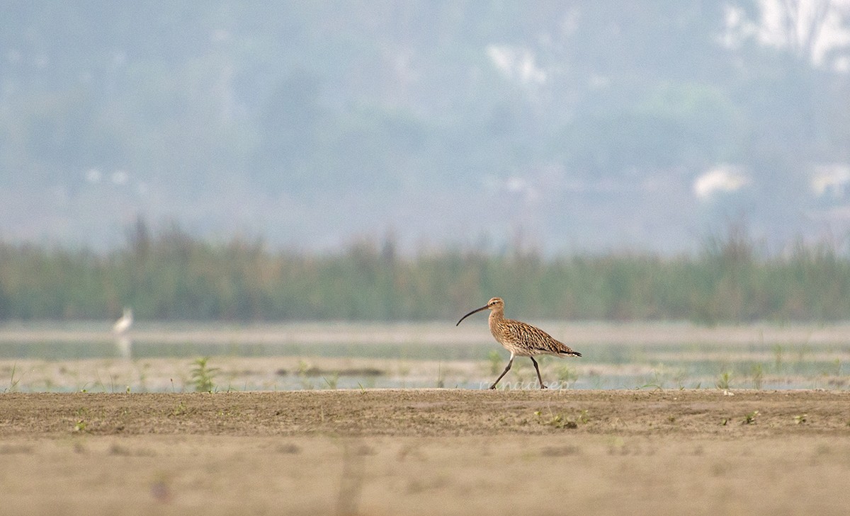 Eurasian Curlew - Ranadeep Sengupta