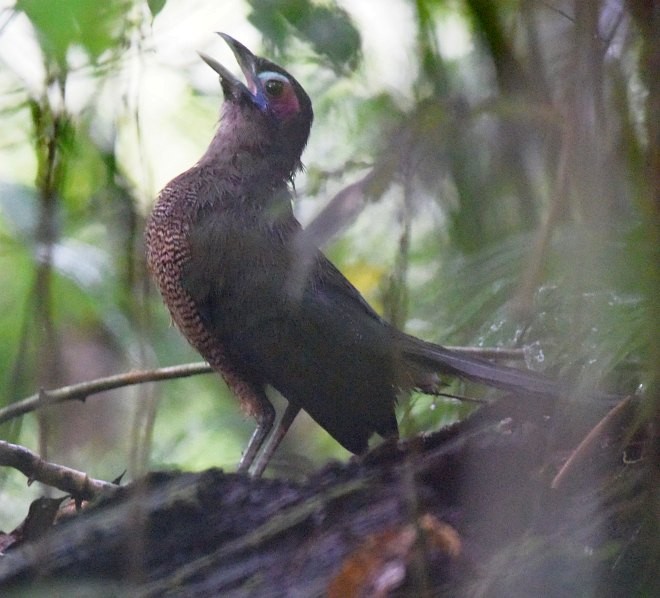 Sumatran Ground-Cuckoo - ML378279301